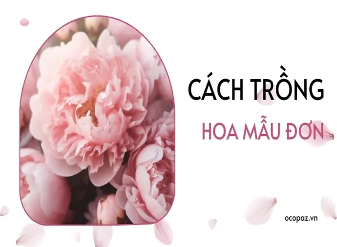 Hướng dẫn bí quyết trồng hoa mẫu đơn tươi đẹp quanh năm