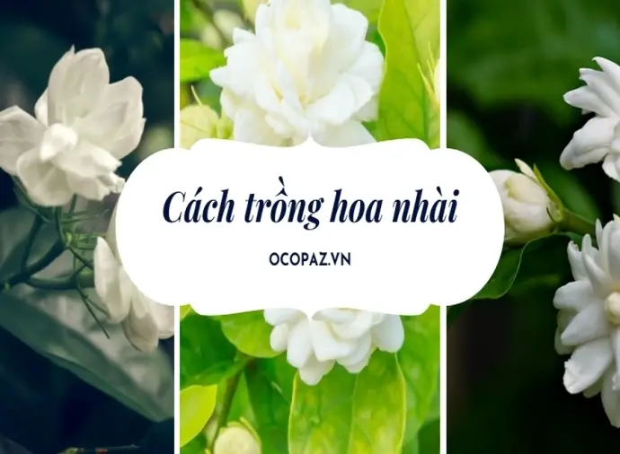 Hướng dẫn cách trồng hoa nhài nở rộ quanh năm đơn giản