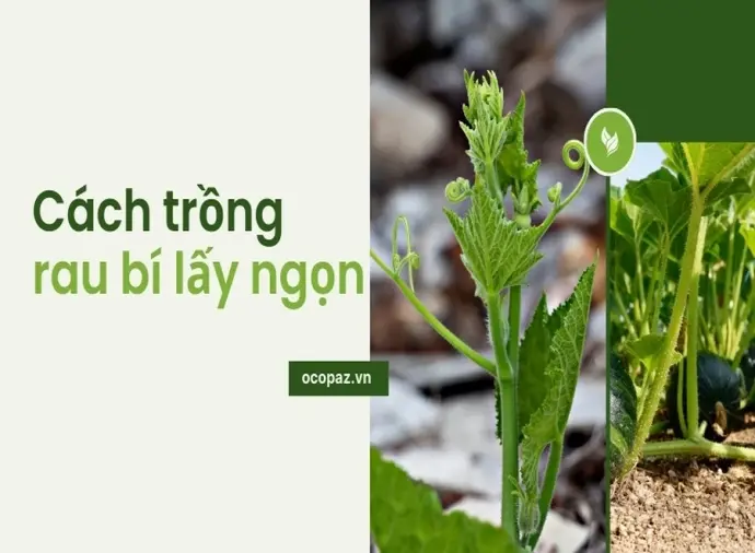 Các bước trồng rau bí lấy ngọn nhanh chóng dễ thực hiện