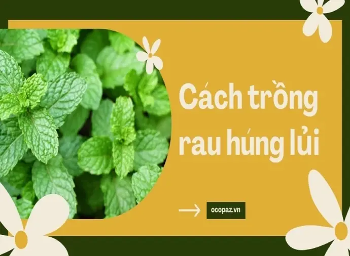 Tại sao bạn nên trồng rau húng lủi trong vườn nhà