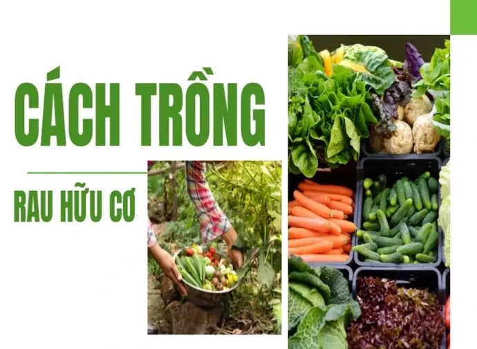 Tìm hiểu kỹ thuật trồng rau hữu cơ sạch tại nhà đơn giản