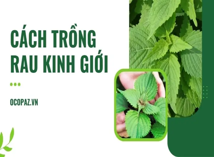 Hướng dẫn cách trồng rau kinh giới tại nhà trong vườn nhỏ