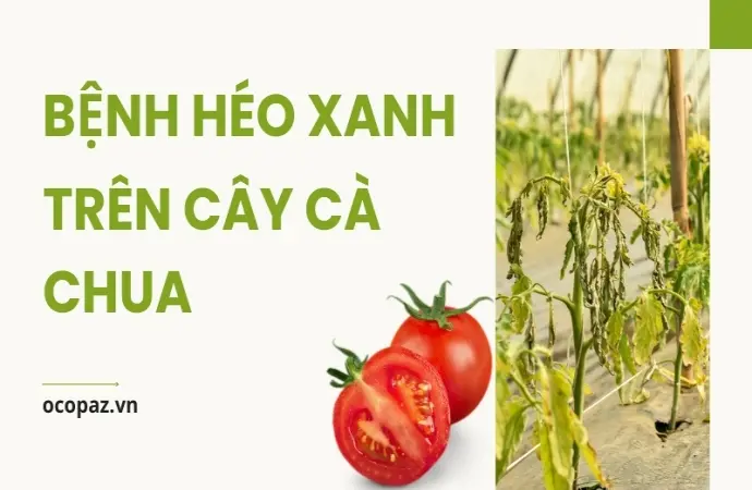 Bệnh héo xanh trên cây cà chua là gì? Cách chữa trị dứt điểm