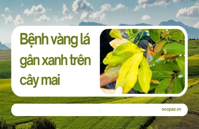 Phòng tránh bệnh vàng lá gân xanh trên cây mai đúng cách