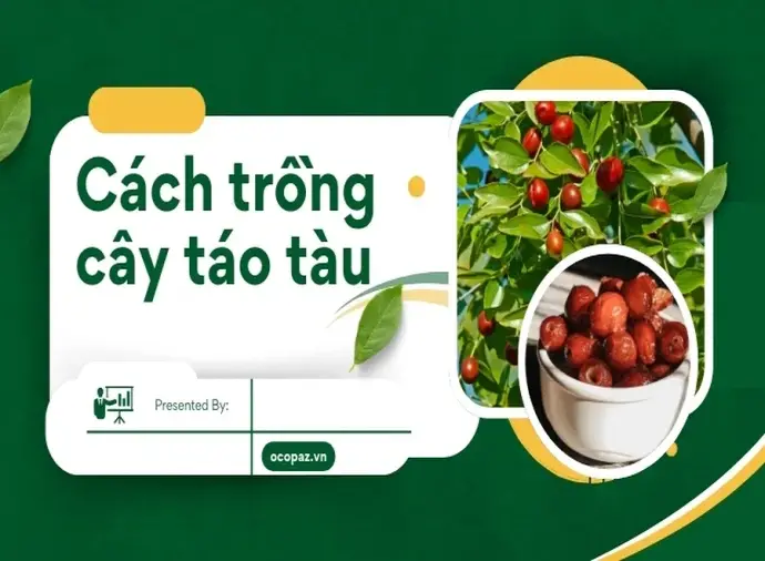 Hướng dẫn trồng và chăm sóc cây táo tàu đúng phương pháp