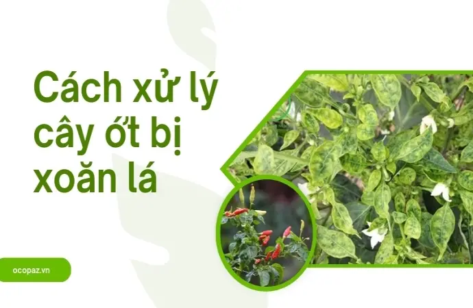 Cách xử lý cây ớt bị xoăn lá hiệu quả giúp cây khỏe mạnh