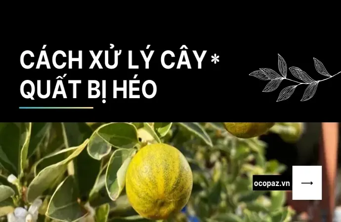 Hướng dẫn cách xử lý cây quất bị héo giúp cây hồi phục