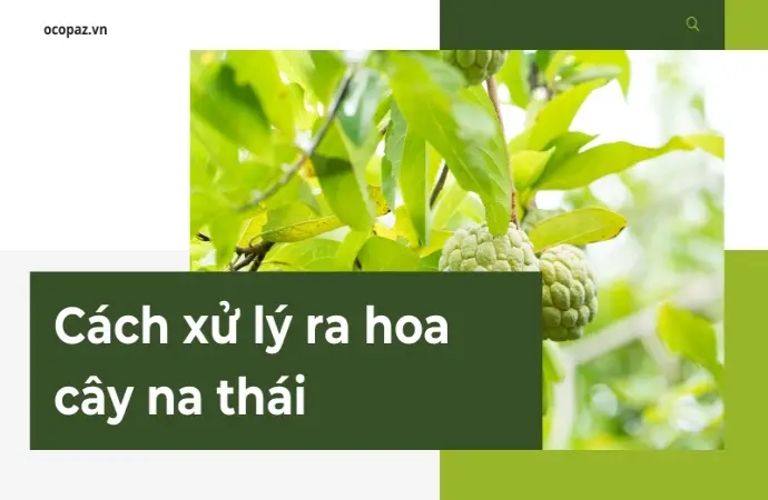 Hướng dẫn cách xử lý ra hoa cây na thái theo từng giai đoạn