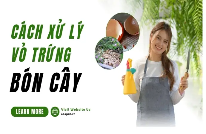 Hướng dẫn cách xử lý vỏ trứng bón cây hiệu quả tại nhà