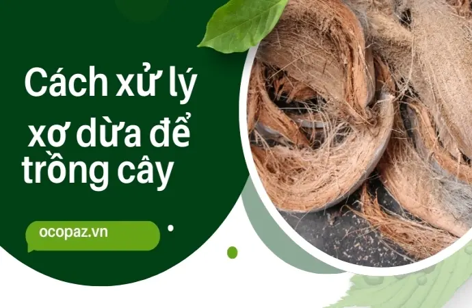 Bí quyết xử lý xơ dừa để trồng cây không bị nấm mốc