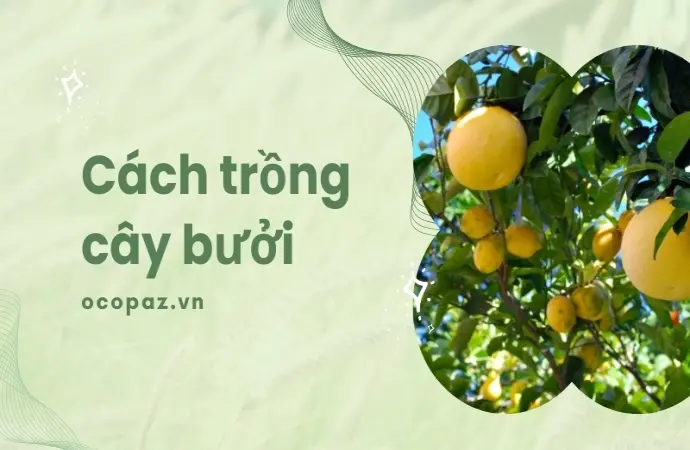 Bí quyết chăm sóc cây bưởi giúp cây phát triển mạnh