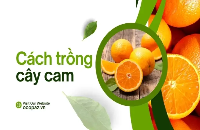 Hướng dẫn cách trồng cây cam sai quả chất lượng cao