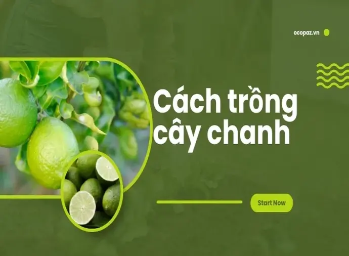 Bí quyết trồng cây chanh trong chậu cho năng suất cao