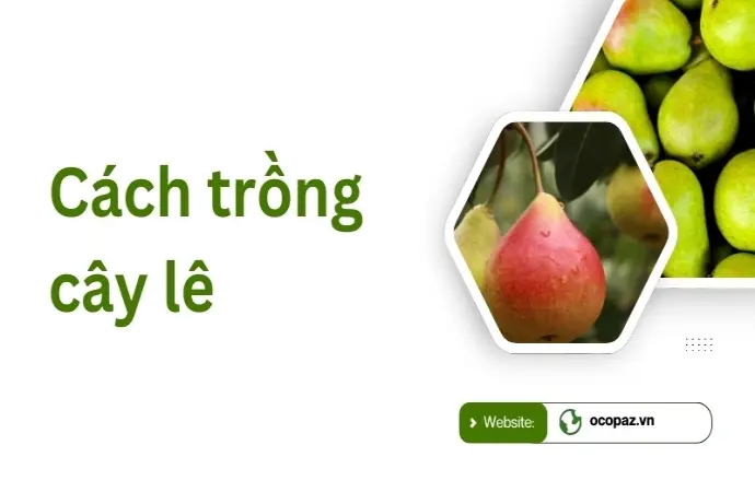 Hướng dẫn trồng cây lê cho quả sai và chất lượng cao