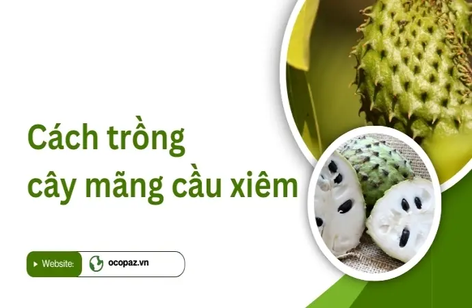 Mãng cầu xiêm là gì? Đặc điểm và cách trồng hiệu quả nhất