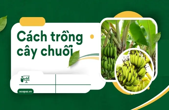 Cách trồng cây chuối đúng kỹ thuật giúp nhanh ra quả