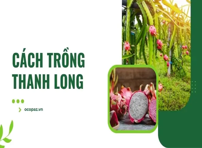 Cách trồng thanh long hiệu quả cho năng suất cao nhất