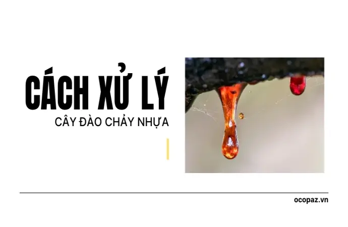 Cây đào chảy nhựa có nguy hiểm không? Cách xử lý hiệu quả