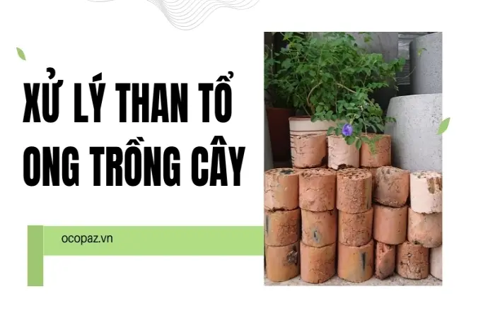 Xử lý than tổ ong trồng cây như thế nào để không gây hại?