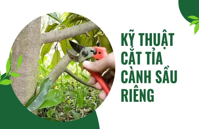 Bí quyết trồng sầu riêng cho năng suất cao nhất hiện nay!