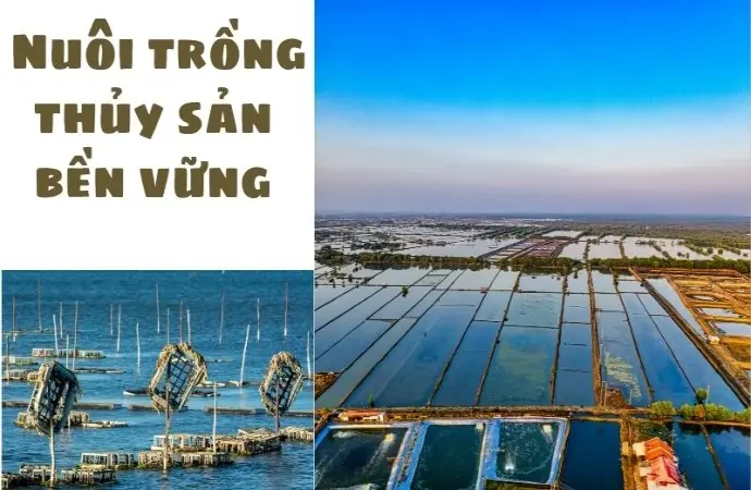 Nuôi trồng thủy sản bền vững giúp bảo vệ môi trường nước