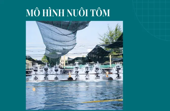 Bí quyết nuôi tôm đạt năng suất cao cho người mới bắt đầu