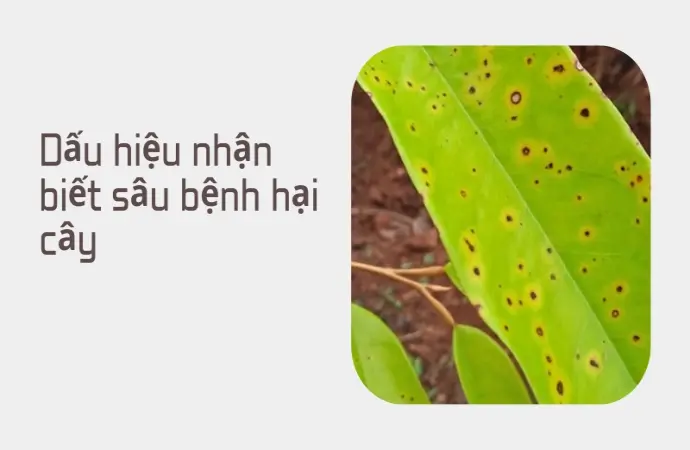 Cách phòng trừ sâu bệnh hại cây trồng đơn giản hiệu quả