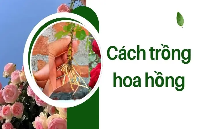 Cách trồng hoa hồng tại nhà đơn giản nhưng hiệu quả