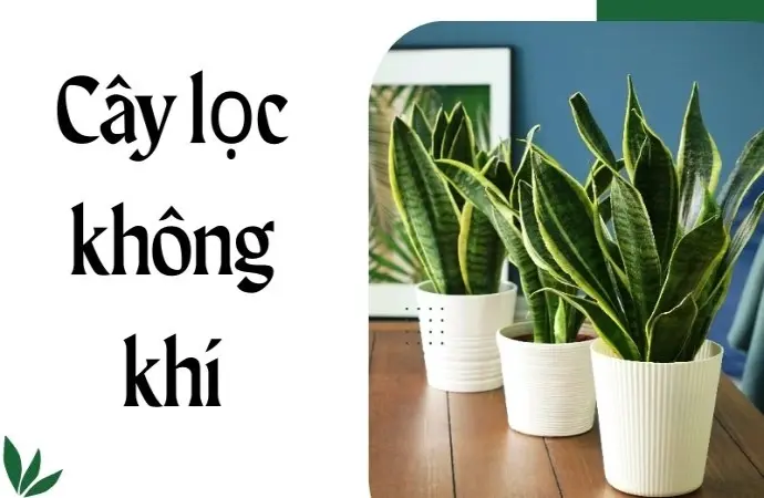 Cây lọc không khí - Vừa trang trí vừa bảo vệ sức khỏe