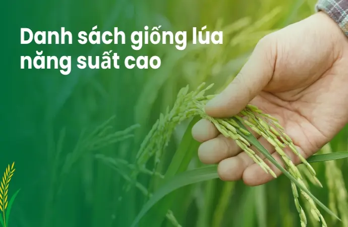 Giống lúa năng suất cao và kỹ thuật canh tác hiệu quả nhất