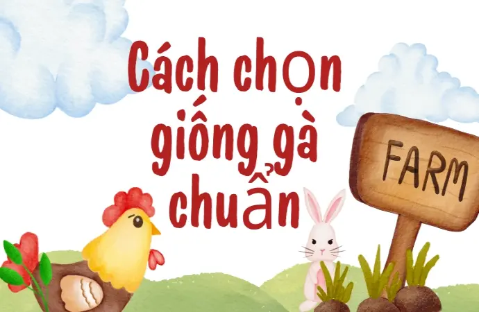 Mẹo nuôi gà thả vườn khỏe mạnh và hạn chế bệnh tật tối ưu