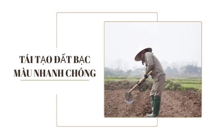 Phương pháp cải tạo đất bạc màu giúp vườn cây hồi sinh