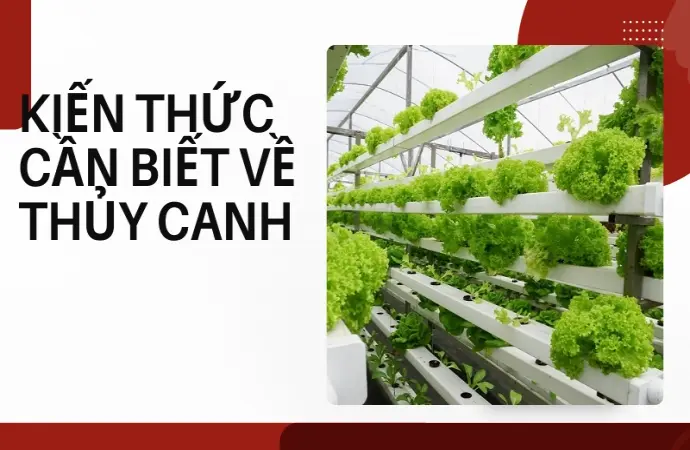 Trải nghiệm trồng rau thủy canh tại nhà cực nhàn và năng suất