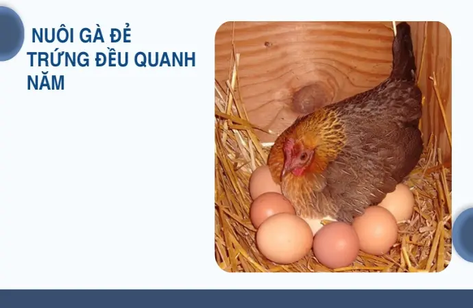 Bí quyết nuôi gà đẻ trứng năng suất cao và bền bỉ nhất