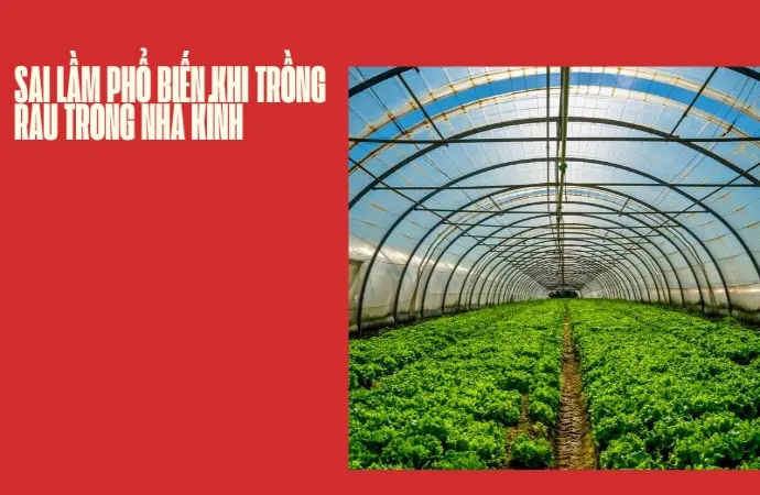 Bí quyết trồng rau trong nhà kính đạt năng suất vượt trội