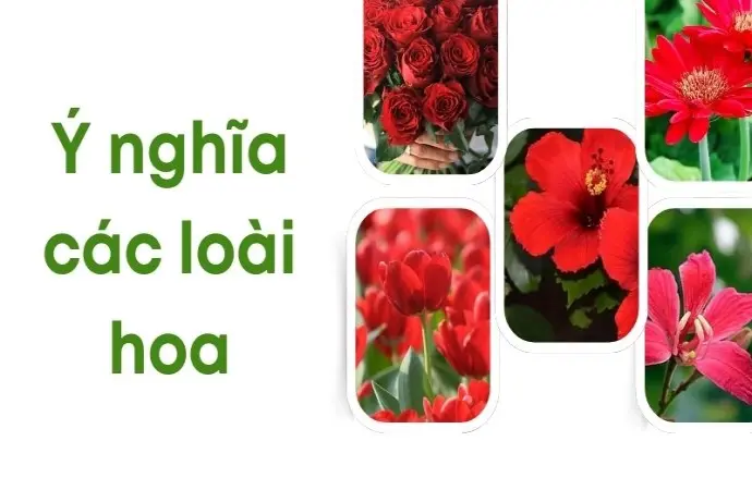 Ý nghĩa các loài hoa giải mã tình yêu qua từng sắc màu!