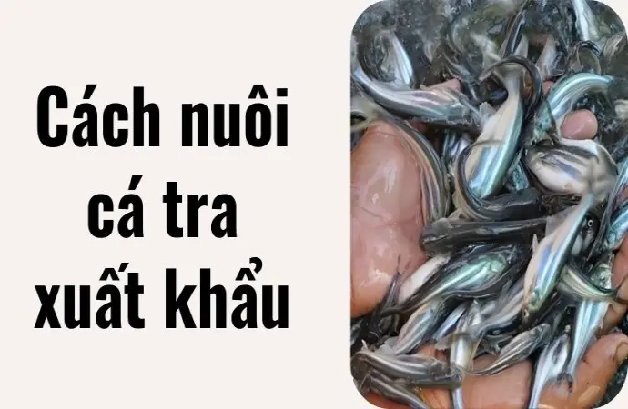Cách nuôi cá tra xuất khẩu giúp thoát nghèo chỉ sau 1 vụ