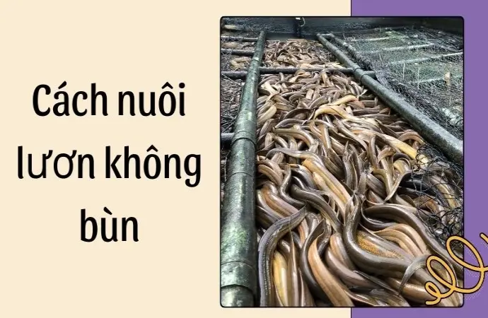 Cách nuôi lươn không bùn đạt năng suất vượt mong đợi