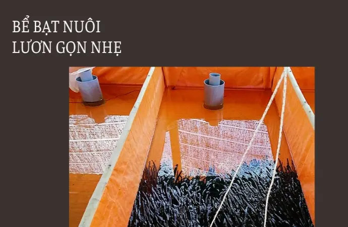 Mẹo bể bạt nuôi lươn hiện đại- Cách tôi hốt bạc mỗi vụ nhanh