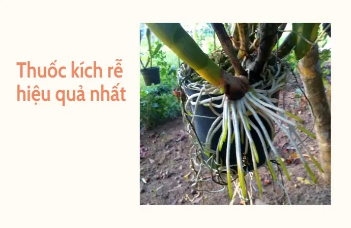 Trải nghiệm top thuốc kích rễ tốt nhất hiện nay cực nhạy