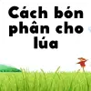 Cách bón phân cho lúa giúp tăng năng suất cực nhanh
