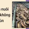 Cách nuôi lươn không bùn đạt năng suất vượt mong đợi