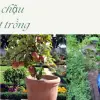 Cách trồng cây ăn quả trong chậu sai trĩu quả ngay tại nhà