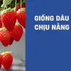 Trải nghiệm trồng dâu tây chịu nhiệt cho quả ngọt tại nhà