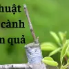 Kỹ thuật ghép cành cây ăn quả giúp cây ra trái sớm