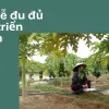 Tôi đã trồng đu đủ lùn siêu trái tại ban công thế nào?