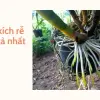Trải nghiệm top thuốc kích rễ tốt nhất hiện nay cực nhạy