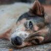 Bệnh Care ở chó: Nguyên nhân, triệu chứng và cách phòng ngừa hiệu quả