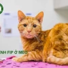 Bệnh FIP ở Mèo: Nguyên nhân, Dấu hiệu Nhận biết và Cách Phòng ngừa Hiệu quả