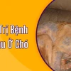 Bệnh Xà Mâu Ở Chó: Nguyên Nhân, Dấu Hiệu và Cách Trị Hiệu Quả